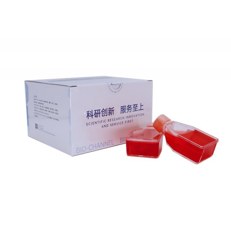 人卵巢癌細(xì)胞 SK-OV-3