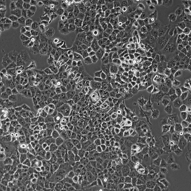 人胰腺癌細(xì)胞(PANC-1)